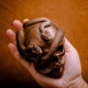 skull & snake statue skull & snake statue
